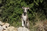 WHIPPET 165